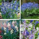 Mixed Wooden Hyacinths Spanish Hyacinths 200 Seeds