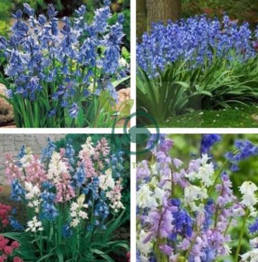 Mixed Wooden Hyacinths Spanish Hyacinths 200 Seeds