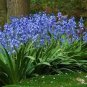 Mixed Wooden Hyacinths Spanish Hyacinths 200 Seeds