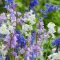 Mixed Wooden Hyacinths Spanish Hyacinths 200 Seeds