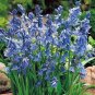Mixed Wooden Hyacinths Spanish Hyacinths 200 Seeds