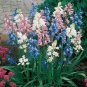 Mixed Wooden Hyacinths Spanish Hyacinths 200 Seeds