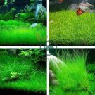 Mixed Aquatic Plants Bulk Aquarium Grass Water Mixed 2000 Seeds