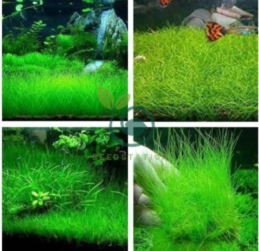 Mixed Aquatic Plants Bulk Aquarium Grass Water Mixed 2000 Seeds