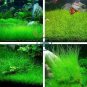 Mixed Aquatic Plants Bulk Aquarium Grass Water Mixed 2000 Seeds
