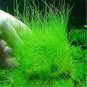 Mixed Aquatic Plants Bulk Aquarium Grass Water Mixed 2000 Seeds