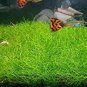 Mixed Aquatic Plants Bulk Aquarium Grass Water Mixed 2000 Seeds