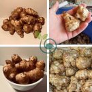 Organic Jerusalem Artichoke Roots Healthy Foods Selling As 100 Seeds