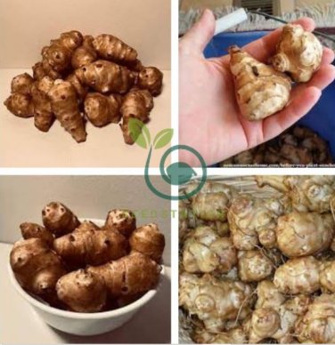Organic Jerusalem Artichoke Roots Healthy Foods Selling As 100 Seeds
