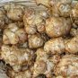 Organic Jerusalem Artichoke Roots Healthy Foods Selling As 100 Seeds
