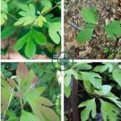 Fragrant Sassafras, Sassafras Albidum Tree 60 Seeds