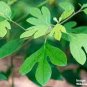 Fragrant Sassafras, Sassafras Albidum Tree 60 Seeds