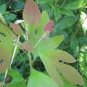 Fragrant Sassafras, Sassafras Albidum Tree 60 Seeds