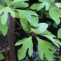 Fragrant Sassafras, Sassafras Albidum Tree 60 Seeds