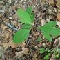 Fragrant Sassafras, Sassafras Albidum Tree 60 Seeds