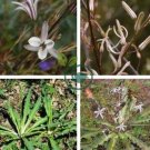 Chlorogalum pomeridianum 20 seeds
