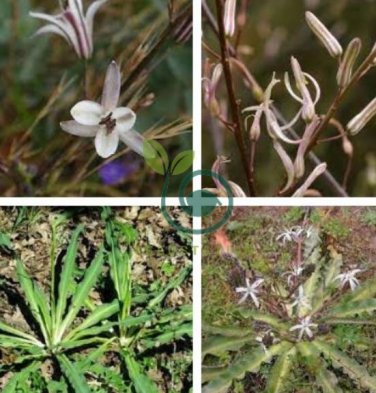 Chlorogalum pomeridianum 20 seeds