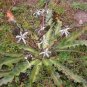 Chlorogalum pomeridianum 20 seeds