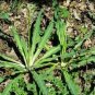 Chlorogalum pomeridianum 20 seeds