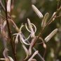 Chlorogalum pomeridianum 20 seeds