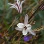 Chlorogalum pomeridianum 20 seeds