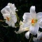 Garland Lilium Brownii Lily Flower Seeds White Red Stripes Double Flowers 200 Seeds