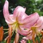 Garland Lilium Brownii Lily Flower Seeds White Red Stripes Double Flowers 200 Seeds