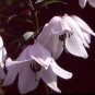 Garland Lilium Brownii Lily Flower Seeds White Red Stripes Double Flowers 200 Seeds