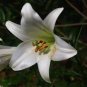 Garland Lilium Brownii Lily Flower Seeds White Red Stripes Double Flowers 200 Seeds
