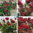 Dark Red Climbing Rose  Big Flowers 200 Seeds