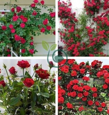 Dark Red Climbing Rose  Big Flowers 200 Seeds