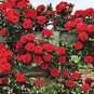 Dark Red Climbing Rose  Big Flowers 200 Seeds