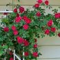 Dark Red Climbing Rose  Big Flowers 200 Seeds