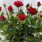 Dark Red Climbing Rose  Big Flowers 200 Seeds