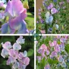Turquoise Lagoon Sweet Pea 160 Seeds