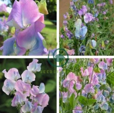Turquoise Lagoon Sweet Pea 160 Seeds