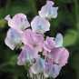 Turquoise Lagoon Sweet Pea 160 Seeds