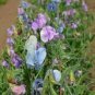 Turquoise Lagoon Sweet Pea 160 Seeds