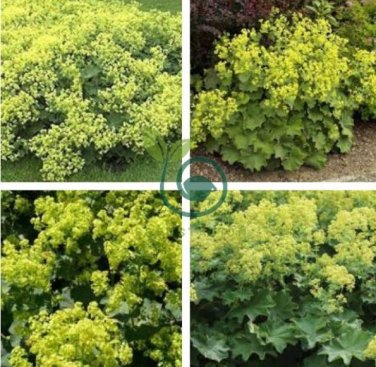 MANTLE Alchemilla Mollis Flower 40 Seeds