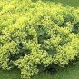 MANTLE Alchemilla Mollis Flower 40 Seeds