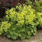 MANTLE Alchemilla Mollis Flower 40 Seeds