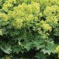 MANTLE Alchemilla Mollis Flower 40 Seeds