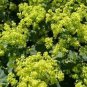 MANTLE Alchemilla Mollis Flower 40 Seeds