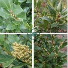 Bay Leaf Laurel Tree 10 Seeds