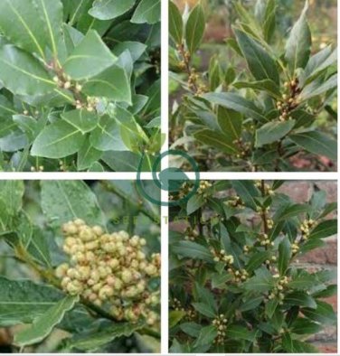 Bay Leaf Laurel Tree 10 Seeds