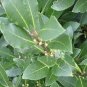 Bay Leaf Laurel Tree 10 Seeds