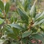 Bay Leaf Laurel Tree 10 Seeds