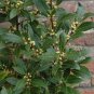 Bay Leaf Laurel Tree 10 Seeds