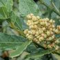 Bay Leaf Laurel Tree 10 Seeds