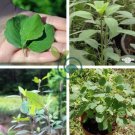 Papaloquelite,Bolivian Coriander.Organic Herb 100 Seeds